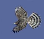 coopers hawk ... (Click to enlarge)
