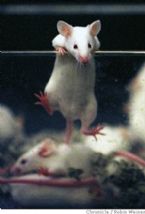 Mouse lab mouse escape ... (Click to enlarge)