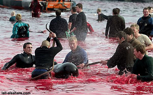 //www.curezone.org/upload/Members/New02/danes2.bmp