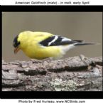 AmericanGoldfinch 13 ... (Click to enlarge)