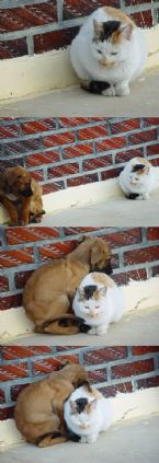 Cat Dog snuggling ... (Click to enlarge)