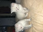 Cats ... (Click to enlarge)