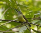 Little spiderhunter India ... (Click to enlarge)