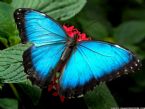 butterfly ... (Click to enlarge)