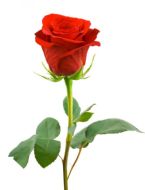 red rose ... (Click to enlarge)