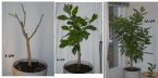 lemon tree 7 mo ... (Click to enlarge)