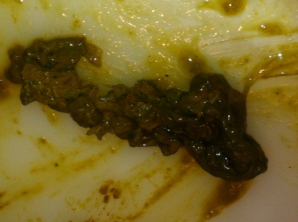 white slimy stuff in dog poop