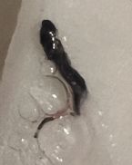 Not sure what this is. Coughed this up then vomited a bunch of these. Small black things made my water black cause there were so many. ... (Click to enlarge)