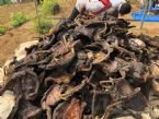 Bushmeat ... (Click to enlarge)