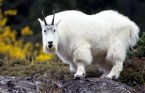 Goat ... (Click to enlarge)