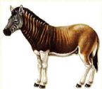 Quagga 11 ... (Click to enlarge)
