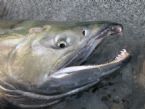 Salmon02b1 ... (Click to enlarge)