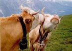cowkiss ... (Click to enlarge)