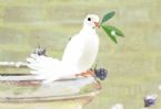 dove and olive leaf ... (Click to enlarge)