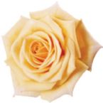 rose patiohit minnelli path cu1 1  ... (Click to enlarge)