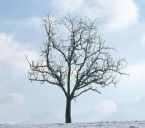 tree winter xxx ... (Click to enlarge)