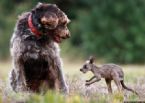 17584 dog saved baby kangaroo adopt it