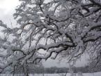 beauty snow