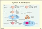 Adrenaline synthesis ... (Click to enlarge)