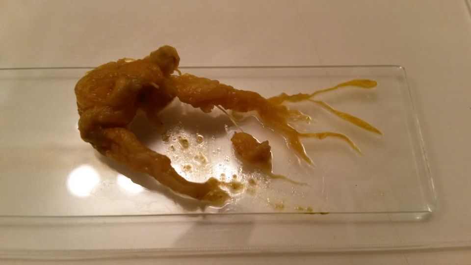 Image: Ropeworm or viridis or fluke or fungi Image: Ropeworm or viridis or fluke or fungi