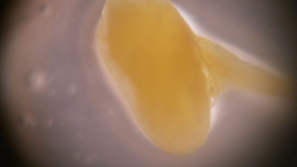 Image: Palolo worms of Fungi - Gametes for reproduction Image: Palolo worms of Fungi - Gametes for reproduction