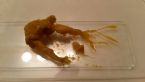 Ropeworm or viridis or fluke or fungi