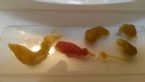 Ropeworm - Tapeworm - viridis - fluke - fungi