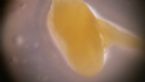 Palolo worms of Fungi - Gametes for reproduction