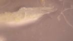 Palolo worms of Fungi - Gametes for reproduction sperm end