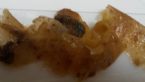 Intestinal Fluke Skins 6 2 16 ... (Click to enlarge)