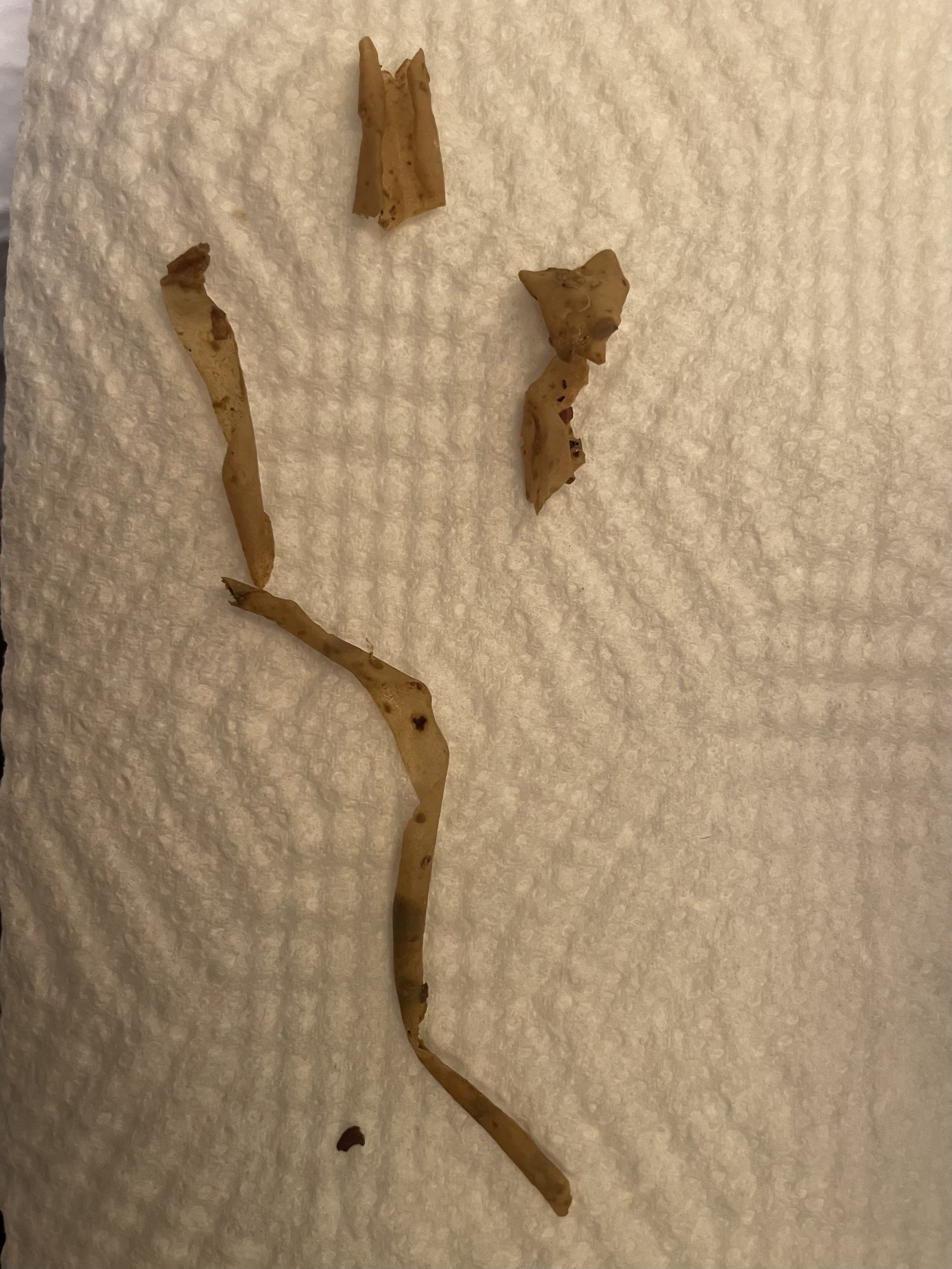 Image: Tapeworm ? Image: Tapeworm ?