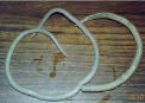 ascaris_lumbricoides