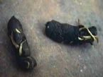 ascaris_lumbricoides