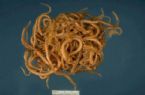 parasites/ascaris_lumbricoides