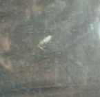 Copy of parasite2 006