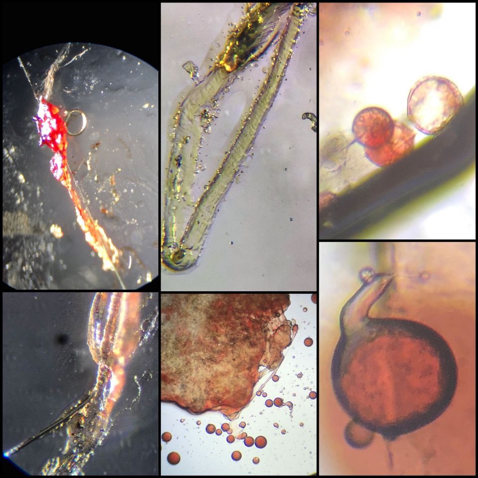 Skin, parasites, worms, demodex, face, tentacles, moxidectin at