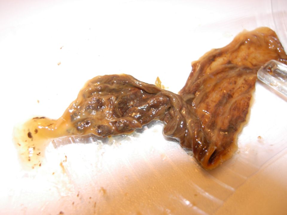 //www.curezone.org/upload/Parasites/Forum_01/DSCN0367.jpg