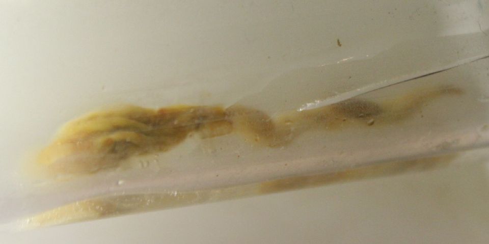 //www.curezone.org/upload/Parasites/Forum_01/IMG_0014.jpg