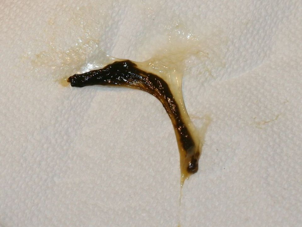black flat worm black flat worm