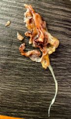 UNKNOWN NASAL PARASITE ... (Click to enlarge)