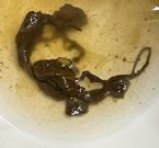 Identify parasite (tk1434) ... (Click to enlarge)