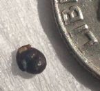black dots, Identify? ID black specks, coffee, eggs, dot in stool ... (Click to enlarge)