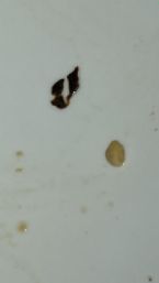 Please help! Whats causing this!? ... (Click to enlarge)
