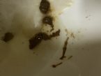 Worms? ... (Click to enlarge)