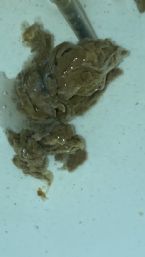 Please help! Whats causing this!? ... (Click to enlarge)