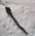 Black Worm With Hair ... (Click to enlarge)