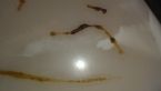 ropeworm/parasite? ... (Click to enlarge)