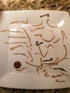 Worm like things found iin my stool right after a midday bowel movement ... (Click to enlarge)