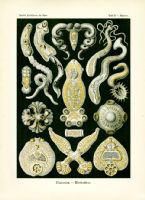 kdn tafel 075 copy jpg mediaclass full width portrait 1df3d6f438769113 ... (Click to enlarge)