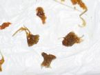 b5 IntestinalFlushLook2 ... (Click to enlarge)